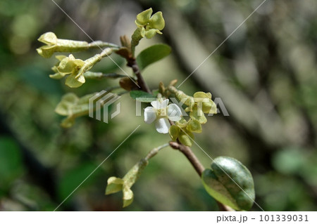 ナツグミの花 101339031