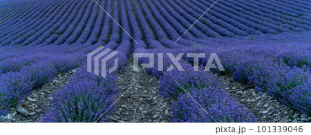 Lavender field in summer, web banner, beautifully blooming lavender flowers in the lavender field. Lavandula angustifolia, Lavandula officinalis. Purple flowers Lavender field in summer, web banner, beautifully blooming lavender flowers in the lavender field. Lavandula angustifolia, Lavandula officinalis. Purple flowers 101339046