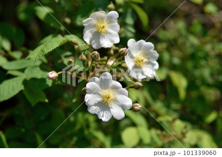 ノイバラの花 ノイバラの花 101339060