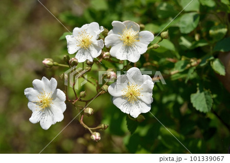 ノイバラの花 ノイバラの花 101339067