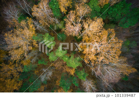 Above aerial shot of green pine forests and yellow foliage groves with beautiful texture of golden treetops. Beautiful fall season scenery in evening. Mountains in autumn in golden time 101339487