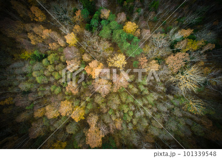Above aerial shot of green pine forests and yellow foliage groves with beautiful texture of golden treetops. Beautiful fall season scenery in evening. Mountains in autumn in golden time 101339548