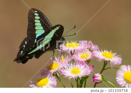 ハルジオンの花を吸蜜中のアオスジアゲハ 101339758