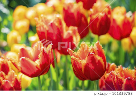 Close up shot of beautiful tulips flower blossom at Descanso Garden Close up shot of beautiful tulips flower blossom at Descanso Garden 101339788