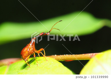 ヒゲナガオトシブミ（オス） 101339990