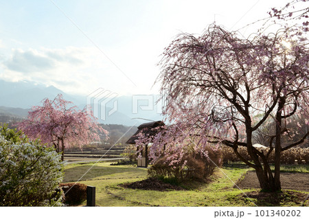 北杜市武川町、逆光の中で水車の里公園の枝垂桜咲く 北杜市武川町、逆光の中で水車の里公園の枝垂桜咲く 101340202