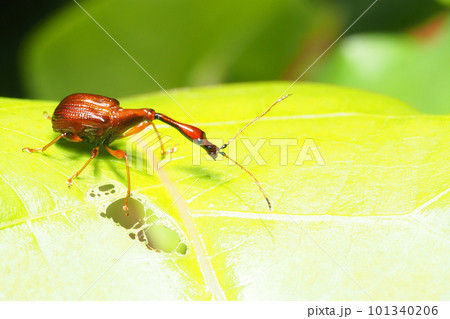 ヒゲナガオトシブミ（オス） 101340206