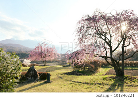 北杜市武川町、逆光の中で水車の里公園の枝垂桜咲く 101340221