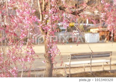 北杜市武川町、ゲートボール場のベンチと枝垂桜 北杜市武川町、ゲートボール場のベンチと枝垂桜 101340320