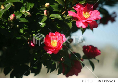 咲き始めたサザンカの花 101340523