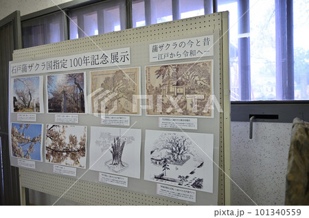 板石塔婆 東光寺 埼玉県北本市 石戸蒲ザクラ 板石塔婆 東光寺 埼玉県北本市 石戸蒲ザクラ 101340559