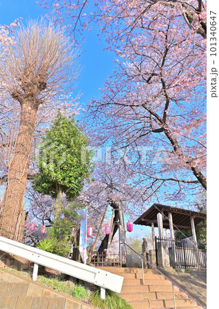 石戸蒲ザクラ　新型コロナウィルス後初のさくら祭り　2023年春　埼玉県北本市 101340647