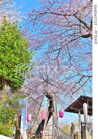 石戸蒲ザクラ 新型コロナウィルス後初のさくら祭り 2023年春 埼玉県北本市 石戸蒲ザクラ 新型コロナウィルス後初のさくら祭り 2023年春 埼玉県北本市 101340649