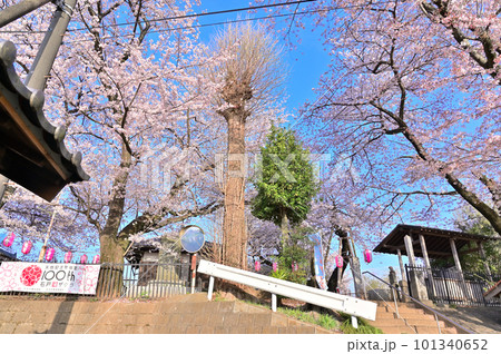 石戸蒲ザクラ　新型コロナウィルス後初のさくら祭り　2023年春　埼玉県北本市 101340652