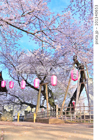 石戸蒲ザクラ　新型コロナウィルス後初のさくら祭り　2023年春　埼玉県北本市 101340653