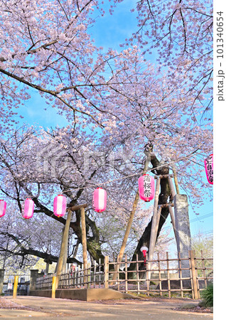 石戸蒲ザクラ 新型コロナウィルス後初のさくら祭り 2023年春 埼玉県北本市 石戸蒲ザクラ 新型コロナウィルス後初のさくら祭り 2023年春 埼玉県北本市 101340654