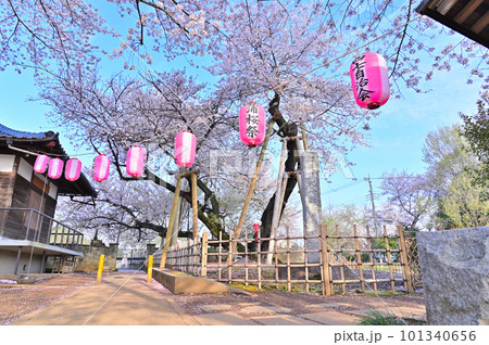 石戸蒲ザクラ　新型コロナウィルス後初のさくら祭り　2023年春　埼玉県北本市 101340656