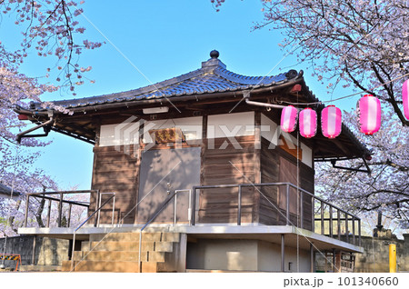 石戸蒲ザクラ　新型コロナウィルス後初のさくら祭り　2023年春　埼玉県北本市 101340660