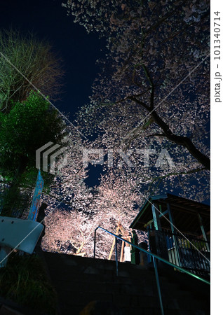 満開の石戸蒲ザクラ ライトアップ 埼玉県北本市 満開の石戸蒲ザクラ ライトアップ 埼玉県北本市 101340714