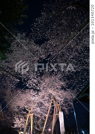 満開の石戸蒲ザクラ ライトアップ 埼玉県北本市 満開の石戸蒲ザクラ ライトアップ 埼玉県北本市 101340720