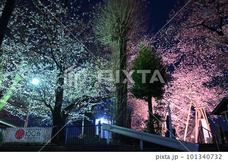 満開の石戸蒲ザクラ　ライトアップ　埼玉県北本市 101340732