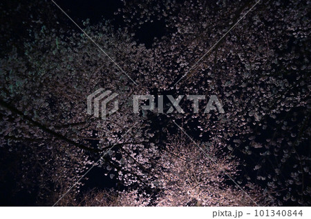 星空と石戸蒲ザクラ 埼玉県北本市 星空と石戸蒲ザクラ 埼玉県北本市 101340844