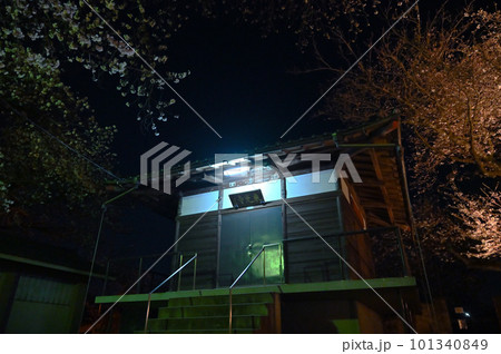 星空と石戸蒲ザクラ　埼玉県北本市 101340849