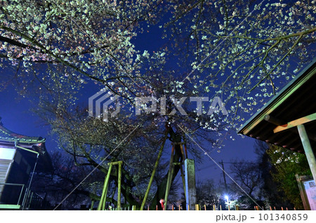 星空と石戸蒲ザクラ　埼玉県北本市 101340859