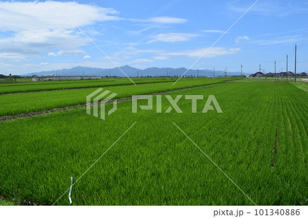 稔り始めた稲穂 山形庄内米 101340886