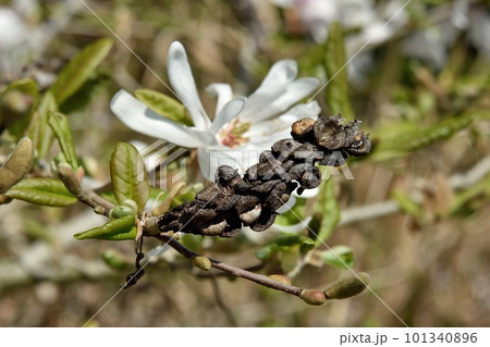 シデコブシの花 シデコブシの花 101340896