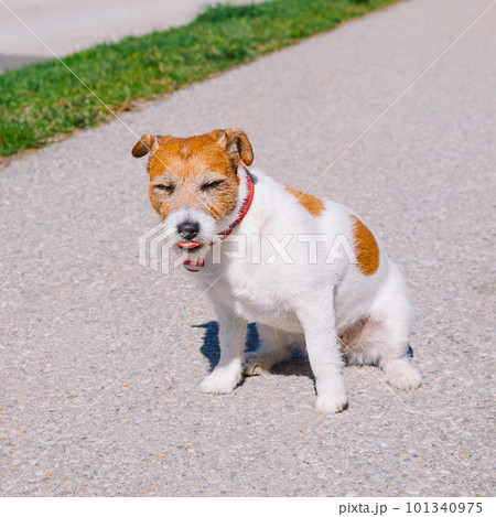 A small Jack Russell Terrier dog walking with his owner in a city alley. Outdoor pets, healthy living and lifestyle A small Jack Russell Terrier dog walking with his owner in a city alley. Outdoor pets, healthy living and lifestyle 101340975