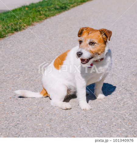 A small Jack Russell Terrier dog walking with his owner in a city alley. Outdoor pets, healthy living and lifestyle 101340976