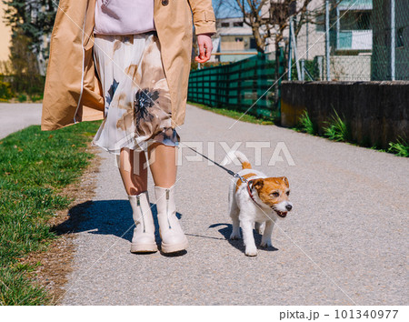 A small Jack Russell Terrier dog walking with his owner in a city alley. Outdoor pets, healthy living and lifestyle A small Jack Russell Terrier dog walking with his owner in a city alley. Outdoor pets, healthy living and lifestyle 101340977