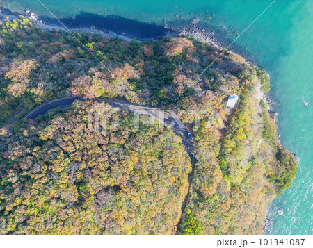 大角鼻灯台 101341087