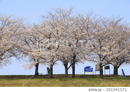 春の荒川赤羽桜堤緑地の桜並木にて 春の荒川赤羽桜堤緑地の桜並木にて 101341171