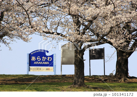 春の荒川赤羽桜堤緑地の桜並木にて 101341172