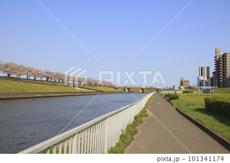 春の荒川赤羽桜堤緑地の桜並木にて 101341174