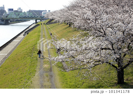 春の荒川赤羽桜堤緑地の桜並木にて 春の荒川赤羽桜堤緑地の桜並木にて 101341178
