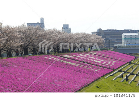 春の荒川赤羽桜堤緑地の桜並木にて 春の荒川赤羽桜堤緑地の桜並木にて 101341179