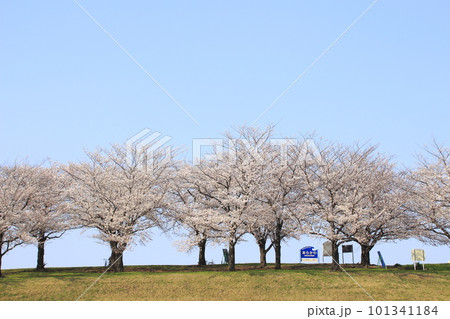 春の荒川赤羽桜堤緑地の桜並木にて 101341184