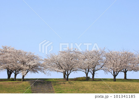 春の荒川赤羽桜堤緑地の桜並木にて 101341185
