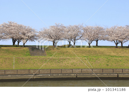 春の荒川赤羽桜堤緑地の桜並木にて 101341186