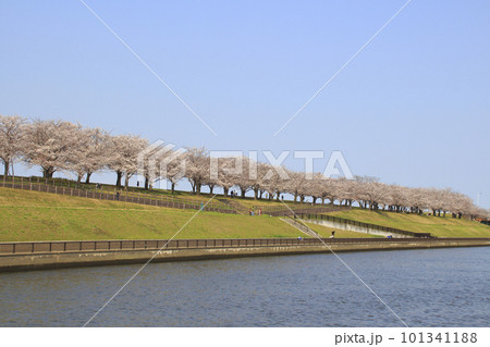 春の荒川赤羽桜堤緑地の桜並木にて 101341188