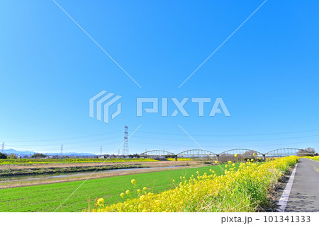 埼玉県川島町 春の越辺川からの眺望 埼玉県川島町 春の越辺川からの眺望 101341333