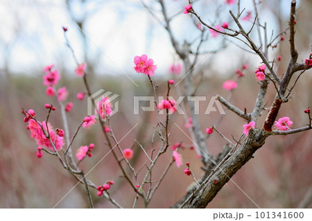 梅の花　大盃 101341600