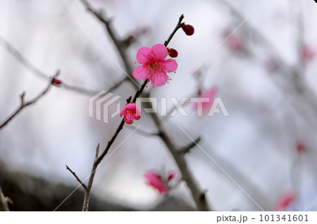梅の花　大盃 101341601