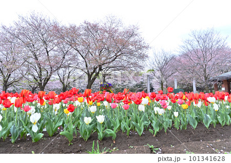 カラフルなチューリップと桜並木 深谷グリーンパーク アクアパラダイス・パティオ 埼玉県深谷市 カラフルなチューリップと桜並木 深谷グリーンパーク アクアパラダイス・パティオ 埼玉県深谷市 101341628