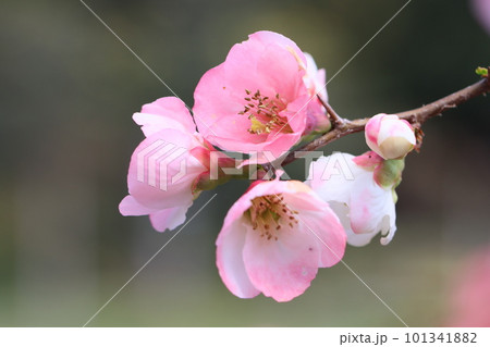 春の訪れを告げる海棠の花 春の訪れを告げる海棠の花 101341882