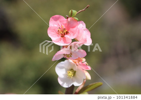 春の訪れを告げる海棠の花 春の訪れを告げる海棠の花 101341884