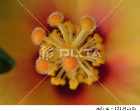 オレンジ色の花の花粉マクロ撮影 オレンジ色の花の花粉マクロ撮影 101341885